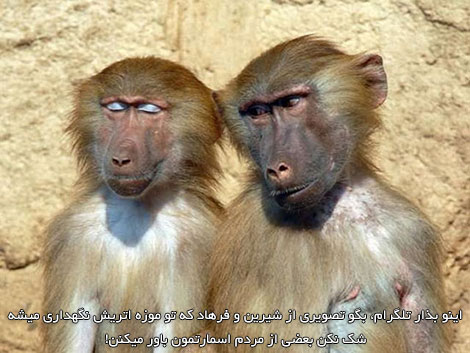 اس ام اس های خنده دار, جوک های جدید, پیامک های طنز, شوخی های باحال, لطیفه های خفن, جملات بامزه, استاتوس داغ, عکس های فانی و SMS تازه شبکه های اجتماعی و تلگرام