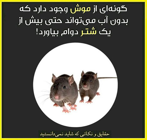 دانستنی های جالب, آیا میدانید, آیا می دانستید, نکته های علمی, آموزه های علم و فناوری, حقایق خواندنی, نکات تصویری, عکس های آموزشی, مقالات جذاب, جدیدترین دانستنیها