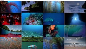 دانلود مستند دریای زندگی The Living Sea 1995
