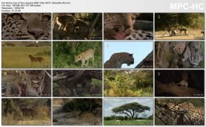 National Geograpihc Eye of the Leopard 2006
