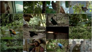 دانلود مستند پرندگان بهشتی Birds of Paradise 2010