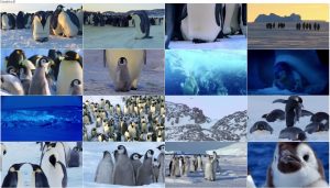 Snow Chick: A Penguins Tale 2015