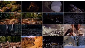 دانلود مستند Tiny Giants 2014