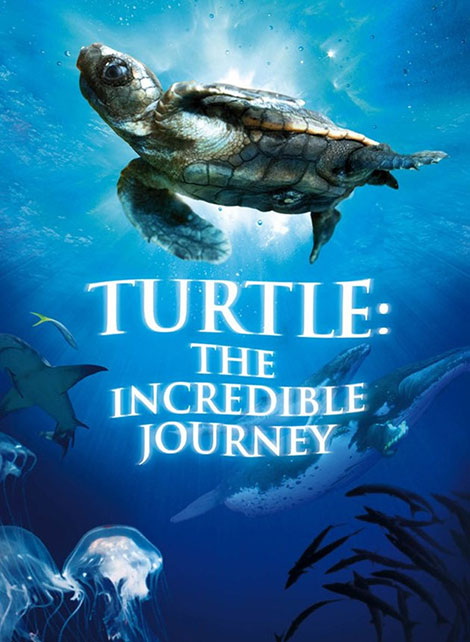 دانلود مستند Turtle: The Incredible Journey 2009