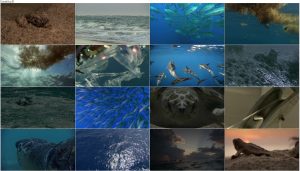 دانلود مستند Turtle: The Incredible Journey 2009