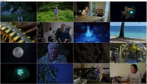 دانلود مستند Attenborough's Life That Glows 2016