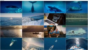 دانلود مستند نهنگهای کوهاندار Humpback Whales 2015 دانلود مستند نهنگ های کوهان دار Humpback Whales 2015