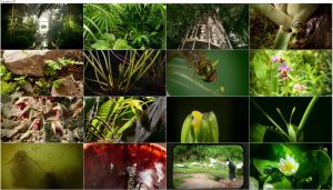 دانلود قسمت اول مستند Kingdom of Plants 2012 3D