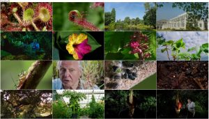 دانلود قسمت دوم مستند Kingdom of Plants 2012 3D