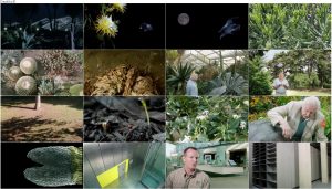 دانلود قسمت سوم مستند Kingdom of Plants 2012 3D