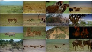 دانلود مستند دشت سرنگتی آفریقا Africa: The Serengeti 1994