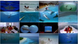 دانلود مستند دلفین ها Dolphins 2000