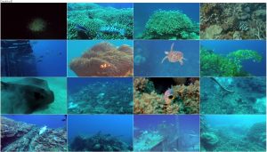 دانلود مستند اقیانوس شگفت انگیز Ocean Wonderland 2003