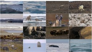 دانلود مستند شکار قسمت دوم In the Grip of the Seasons