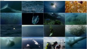 دانلود مستند شکار قسمت چهارم Hunger at Sea