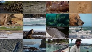 دانلود مستند شکار قسمت ششم Race Against Time