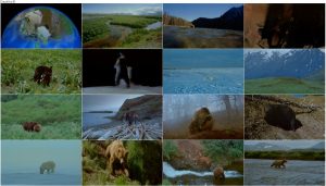 دانلود مستند خرس ها IMAX - Bears 2001