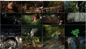 Hidden Kingdoms 2014 E02 Secret Forests