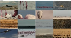 The Crimson Wing: Mystery of the Flamingos 2008