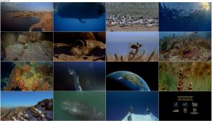 دانلود مستند Ocean Oasis 2000