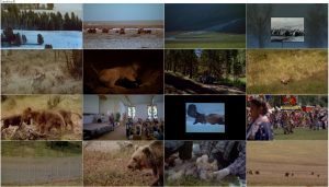 دانلود مستند گرگ ها Wolves 2001