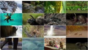 BBC: Planet Earth II 2016 - A World of Wonder