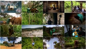 دانلود مستند متولد حیات وحش Born to Be Wild 2011 دانلود مستند زاده حیات وحش IMAX: Born to Be Wild 2011