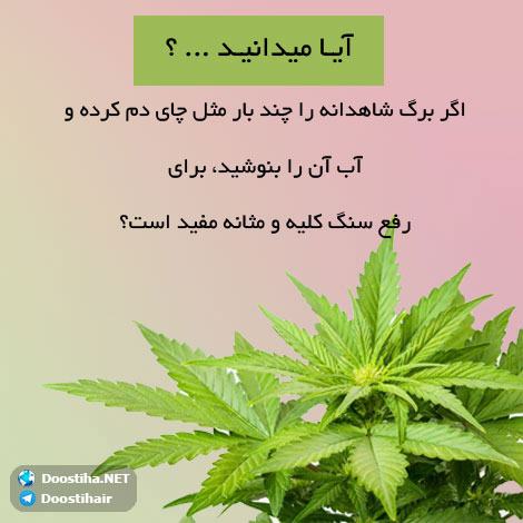 دانستنی های گیاهان دارویی, خواص داروهای گیاهی, آیا میدانید, طب سنتی, درمان گیاهی, فواید میوه ها, خواص درمانی حبوبات, گیاه درمانی, میوه درمانی, درمان های طبیعی