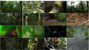 دانلود قسمت سوم فصل دوم مستند سیاره زمین Planet Earth 2 2016 S02-E03