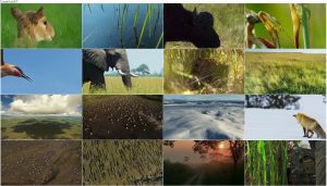 دانلود قسمت پنجم فصل دوم مستند سیاره زمین Planet Earth 2 2016 S02-E05