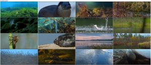 دانلود مستند داستان یک دریاچه Tale of a Lake 2016