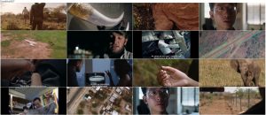 دانلود مستند بازی عاج The Ivory Game 2016