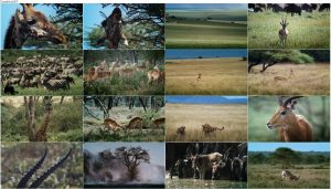 دانلود مستند بامبی آفریقایی African Bambi 2007