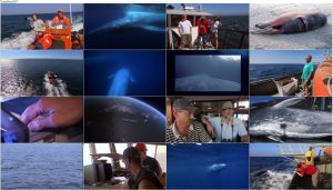 دانلود مستند قلمرو نهنگ آبی Kingdom of the Blue Whale 2009