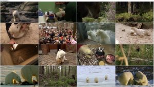 دانلود مستند کنوت و دوستان Knut and Friends 2008