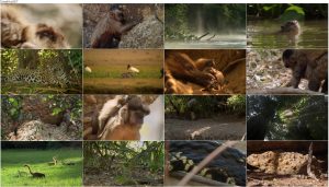 دانلود مستند حیات وحش برزیل BBC Earth: Wild Brazil 2014