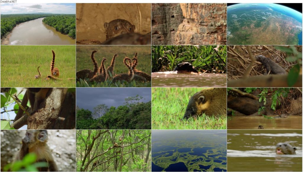 دانلود مستند حیات وحش برزیل BBC Earth Wild Brazil