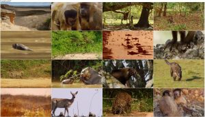 دانلود مستند حیات وحش برزیل BBC Earth: Wild Brazil 2014
