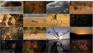 دانلود مستند شام با شیرها Dinner With Lions 2016 دانلود مستند شام با شیرها National Geographic - Dinner With Lions 2016