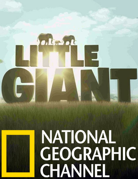 دانلود مستند غول کوچک Little Giant 2016