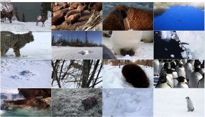 دانلود مستند طبیعت زمستان Wild Winter 2017