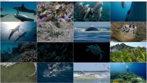 دانلود مستند صخره دلفین Dolphin Reef 2020