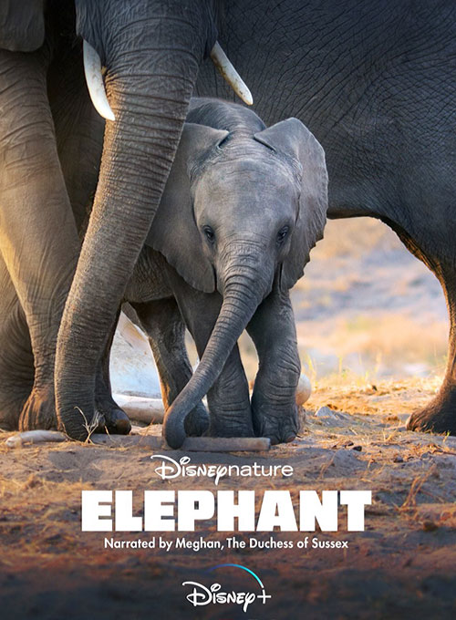 دانلود مستند فیل Elephant 2020