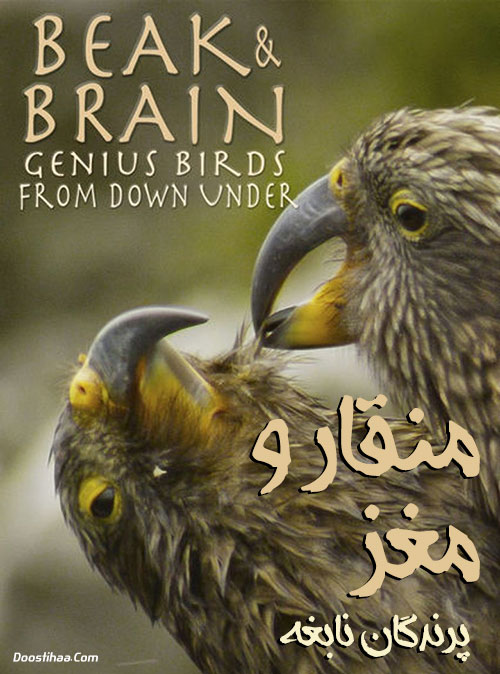 منقار و مغز: پرندگان نابغه Beak and Brain: Genius Birds from Down Under 2013