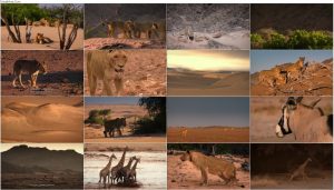 جنگجویان صحرا: شیرهای نامیب Desert Warriors: Lions of the Namib 2016