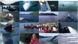 دانلود مستند نهنگ The Whale 2011