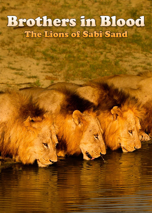 دانلود مستند برادران تنی Brothers in Blood: The Lions of Sabi Sand 2015