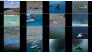 مستند دلفین های وحشی Dolphins: The Wild Side 1999