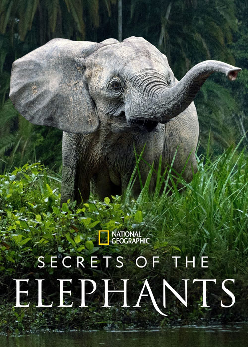 دانلود مستند Secrets of the Elephants 2023