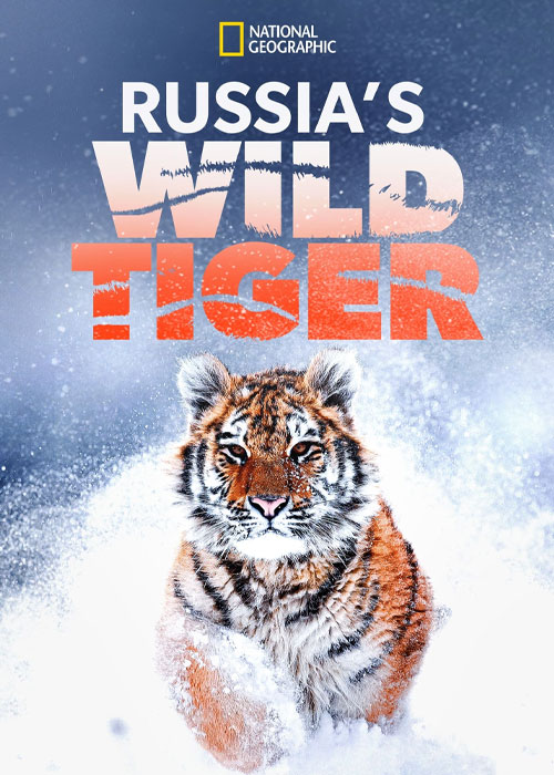 دانلود مستند Russia's Wild Tiger 2022